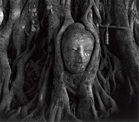 Buddha-in-Tree-Roots_200dpi